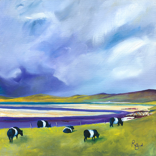 Belted Galloways Grazing, Luskentyre